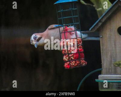 Netherlands, Arnhem, jay takes peanuts from a net hanging next to a birdhouse in winter. Stock Photo