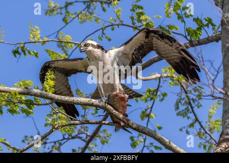 Osprey (Pandion haliaetus) perched on branch, wings spread. Holding fish in talons. At Lake Apopka, near Orlando, Florida. Stock Photo