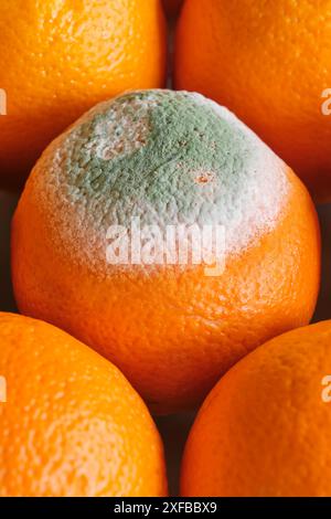 One orange with green and white mold between four healthy oranges. Image with selective focus Stock Photo