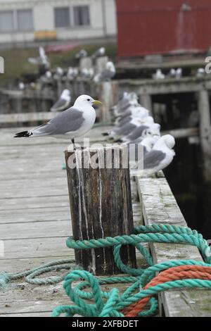 Black-legged kittiwake (Rissa tridactyla) in Vardoe harbour on the island of Vardoya in the Barents Sea, Lapland, northern Norway, Scandinavia Stock Photo