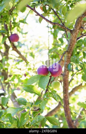 Apples growing on a tree with sunlight filtering in from behind. Stock Photo