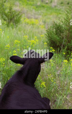 Close up view of a black cow lying down in a green grassy field, as seen from behind. Stock Photo