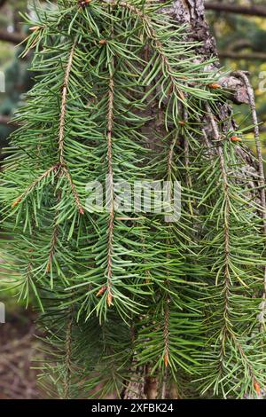 Pseudotsuga menziesii 'Pendula', Douglas Fir tree branches in spring, Quebec, Canada Stock Photo