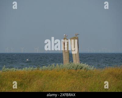 Two seagulls sitting on wooden masts in front of the sea and green meadow with wind turbines on the horizon, hallig hooge, schleswig-holstein, germany Stock Photo