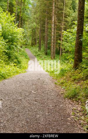 A quiet path leads through a dense green forest, gosau, alps, austria Stock Photo