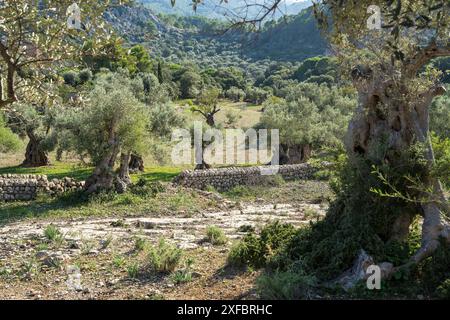 Scenic view of olive trees with twisted trunks. tourist road with a stone fence among an olive garden. Mallorca Island, Spain, Balearic Islands Stock Photo