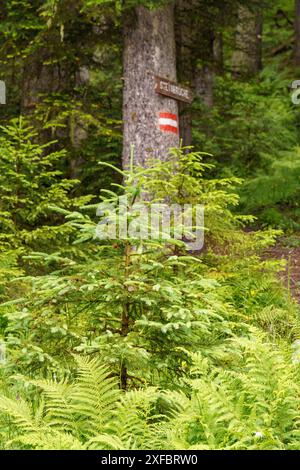 Green sign on a tree. Marking on hiking trails Stock Photo - Alamy