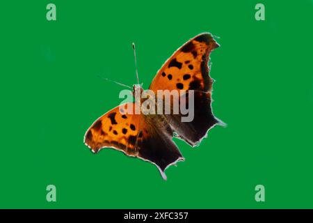 QUESTION MARK BUTTERFLY (Polygonia interrogationis) AGAINST GREEN BACKGROUND Stock Photo