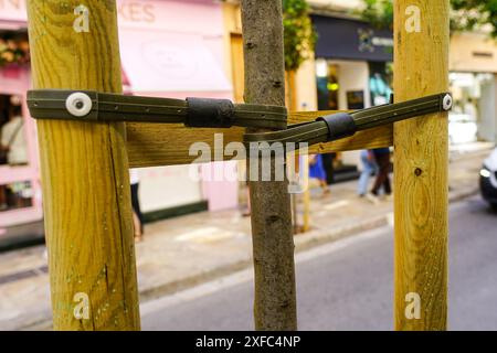 A thin tree seedling is tied with two rubber ties to two interconnected wooden stakes for supporting Stock Photo