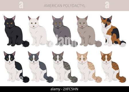 American Polydactyl cat clipart. All coat colors set.  All cat breeds characteristics infographic. Vector illustration Stock Vector