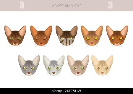 Abyssinian cat clipart. All coat colors set.  All cat breeds characteristics infographic. Vector illustration Stock Vector