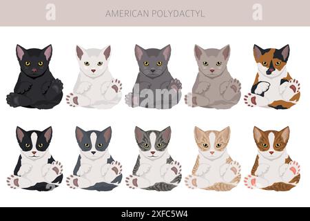 American Polydactyl cat clipart. All coat colors set.  All cat breeds characteristics infographic. Vector illustration Stock Vector