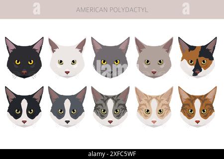 American Polydactyl cat clipart. All coat colors set.  All cat breeds characteristics infographic. Vector illustration Stock Vector