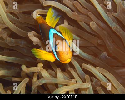 Anemonefish are always curious: Red Sea anemonefish in a coral reef in the Red Sea in Egypt. Underwater photography, close-up, clownfish in anemone. Stock Photo