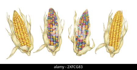 Indian and sweet yellow corn set. Watercolor illustration of golden and rainbow cobs. Clipart of the heirloom ornamental maize plant for autumn decor, harvest festival, Thanksgiving cards, invitations Stock Photo