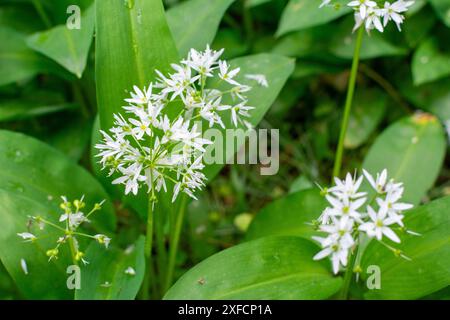 Delicate stars emerge in a close-up view of bear's garlic flowers. Each tiny bloom, boasting six white petals, clusters tightly on a slender stem. Stock Photo