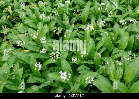 Tiny, star-shaped flowers of bear's garlic, borne aloft on slender stalks, sway gently in the breeze. Stock Photo