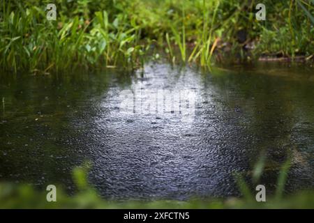 Rain is falling in a pond with aquatic plants on the shore and reflecting dark water, concept for environment, weather and climate change, copy space, Stock Photo