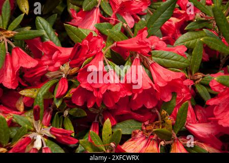 Red Rhododendron England Red Rhododendron Flowers, Lost Gardens of Heligan, Cornwall, UK. The ...