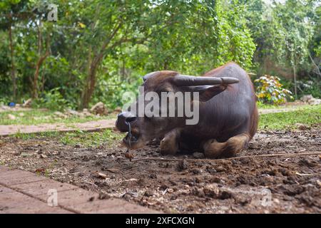 A buffalo lying on the ground, close-up Stock Photo