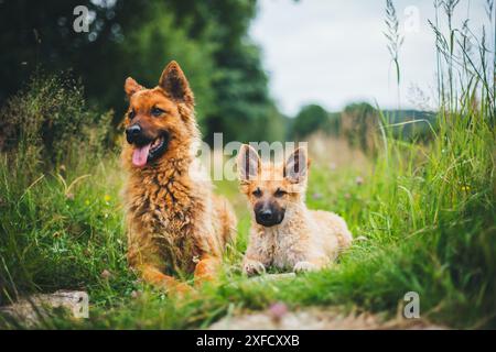 Two Old German Sheepdogs (Westerwälder Kuhhund), adult dog and puppy Stock Photo