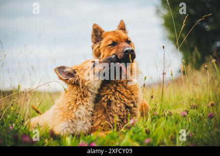 Two Old German Sheepdogs (Westerwälder Kuhhund), adult dog and puppy Stock Photo