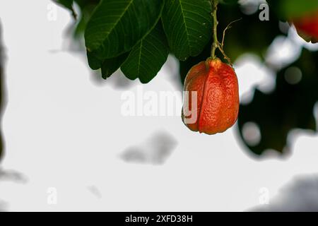 Read Ackee fruit is part of Jamaica national dish. Stock Photo