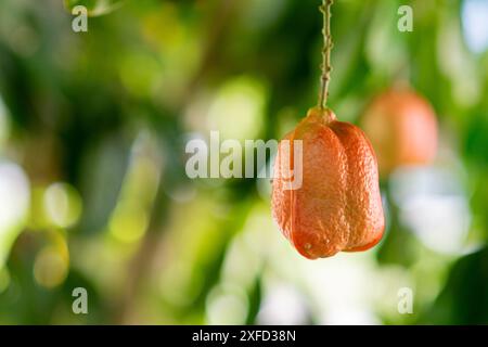 Read Ackee fruit is part of Jamaica national dish. Stock Photo