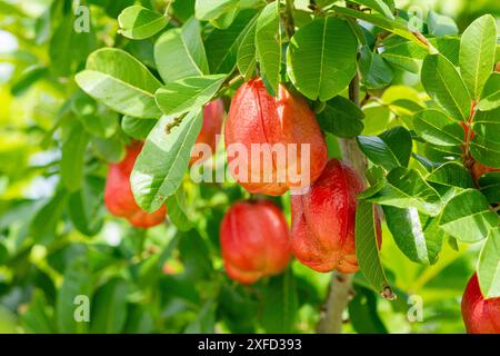 Read Ackee fruit is part of Jamaica national dish. Stock Photo