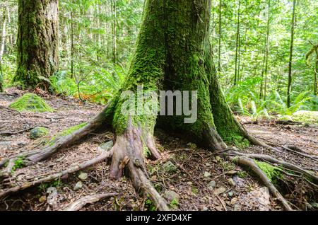 Above ground (surface) roots of a large old tree in a dense pine forest Stock Photo