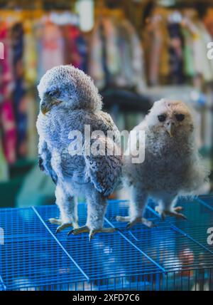 A close-up photo of two great grey owls perched side-by-side on top of a bright blue metal cage. Their large yellow eyes and sharp beaks are clearly v Stock Photo