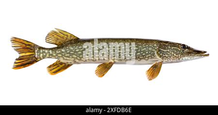 Fresh caught northern pike isolated on a white background Stock Photo