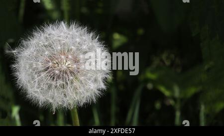 White dandelion bud against a background of dark green grass. Stock Photo