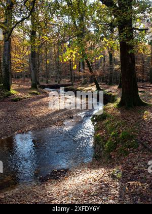 Latchmore brook running through Islands Thorns Inclosure in autumn, near Fritham, New Forest National Park, Hampshire, England, UK, November 2019 Stock Photo