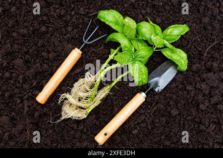 Uprooted young plants with garden rake and trowel in rich soil. Gardening, plant care, and herbal growth concept. Stock Photo