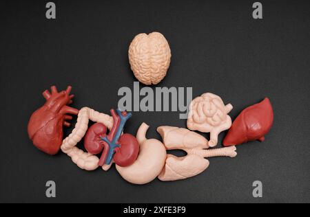 Collection of different human organs, including brain, heart, kidneys, and lungs, displayed on a dark background. Stock Photo