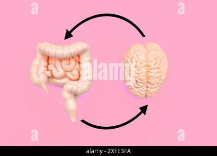 Brain and intestines models connected by black circular arrows on a pink background. Educational and scientific presentations on neural-digestive syst Stock Photo