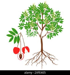 Lychee Section An illustration showing parts of a lychee plant on a white background ...