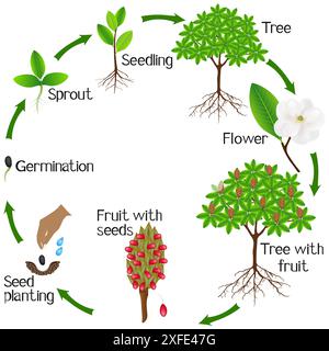 Life cycle of a magnolia Grandiflora plant on a white background Stock ...