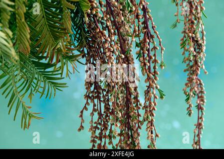 France, Territoire de Belfort, Belfort, bank of the Etang des Forges, Bald Cypress (Taxodium distichum), male cones, leaves, autumn Stock Photo