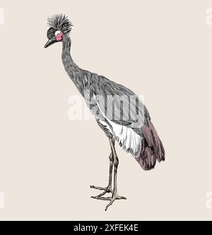 Vector Crowned Crane sketch on a beige background. Stock Vector