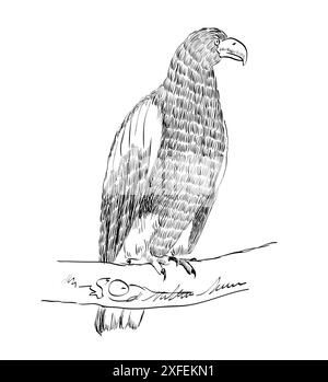 sketch of an eagle sitting on a branch. Seamless pattern Stock Vector ...