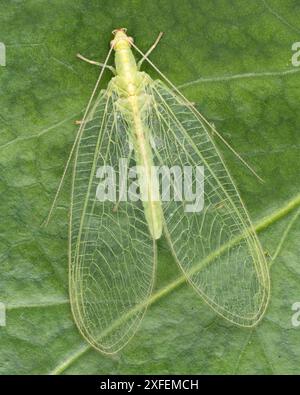 Dorsal view of a Green Lacewing at rest on leaf. Tipperary, Ireland Stock Photo