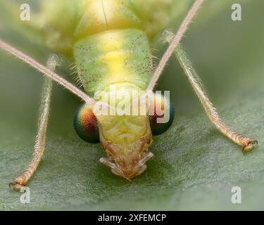 Green Lacewing close-up of head. Tipperary, Ireland Stock Photo