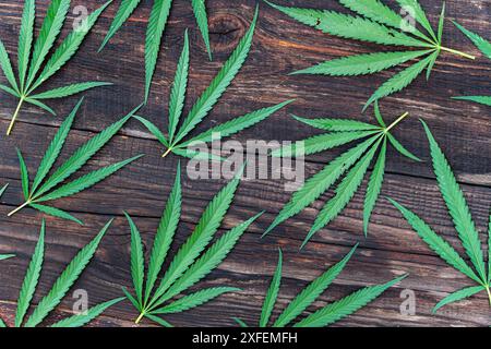 beautiful large dark green branch of cannabis on a shabby old wooden background, cbd, biological and ecological hemp, benefit, research, breeding, stu Stock Photo