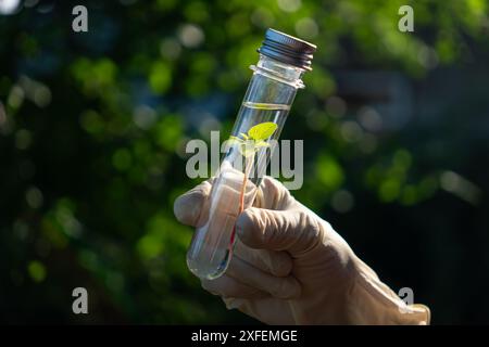 Scientist holding and examining samples with plants. Science, plants in test tube and lab research on growth and development with leaves in nature Stock Photo