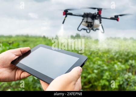 drone control on the farmer's field. Modern technologies in agriculture. industrial drone flies over a green field and sprays useful pesticides to inc Stock Photo