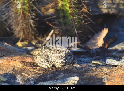 pygmy nightjar (Nyctipolus hirundinaceus, Caprimulgus hirundinaceus), resting during daytime, front view, Brazil, Quixada Stock Photo