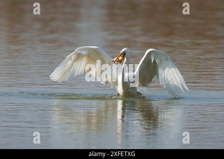 great egret, great white egret, common egret, large egret, great white heron (Egretta alba, Casmerodius albus, Ardea alba), catching a fish in the wat Stock Photo