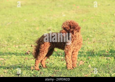 Poodle (Canis lupus f. familiaris), young Toy Poodle standing in a meadow, side view, Germany Stock Photo
